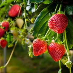 Strawberries being grown commercially on table top irrigation system.