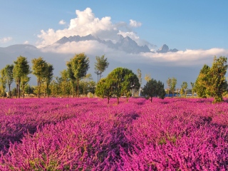 玉龙雪山薰衣草花海