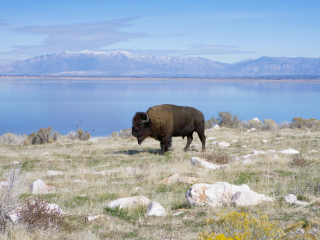 羚羊岛州立公园