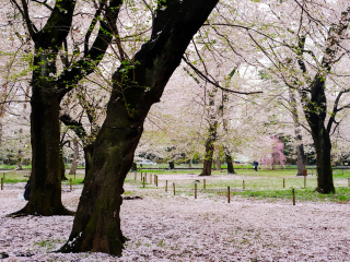 埼玉县大宫公园