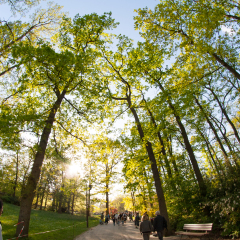 People Walking In A Walkway With Beautiful Trees In The Parc Floral De Paris, Located Within Bois De Vincennes In Paris, France Taken By Fisheye Lens.