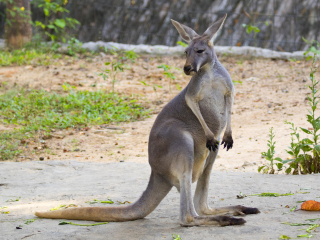 黄金海岸可伦宾野生动物园
