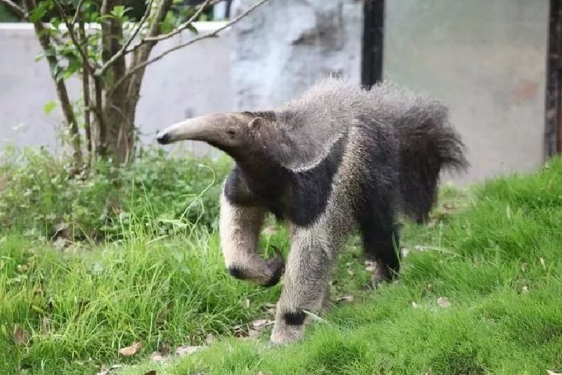 淹城动物园喜添神兽大食蚁兽萌你一脸