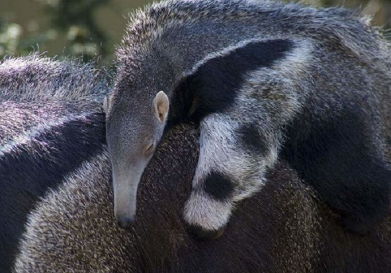 淹城动物园喜添神兽大食蚁兽萌你一脸
