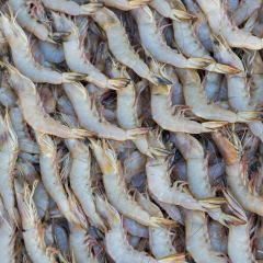 Group of fresh shrimp displayed for sale at the Fish market in Dubai, United Arab Emirates.