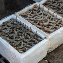 Giant prawn sellers sell prawns in foam box at semi-outdoor, open air seafood market near Palm Deira metro station in Dubai.