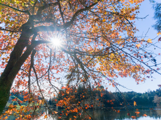 迈凯轮瀑布公园