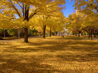 澳大利亚国立大学