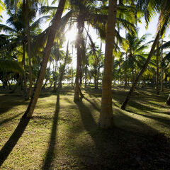 Coconut palm forest at Anse Union, La Digue Island, Seychelles