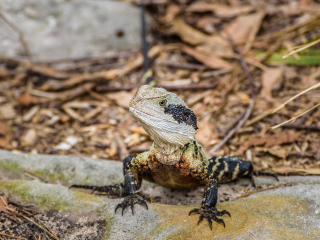 澳大利亚悉尼爬行动物公园