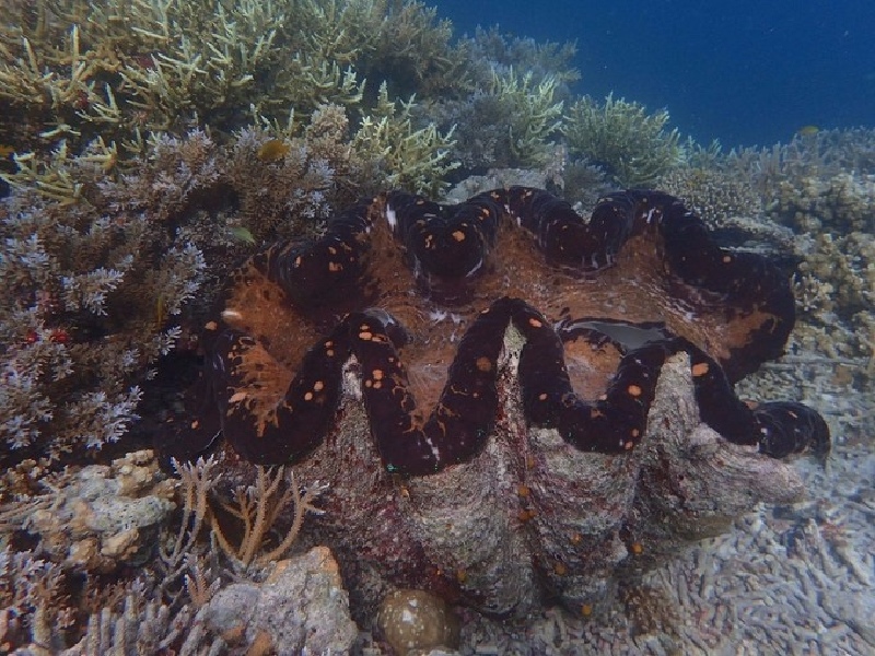 百年的巨蚌城,一个一个古董版的活物,千万不要用手去触碰他们,他们是