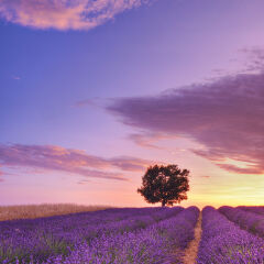 English Lavender Field with Tree at Sunset, Valensole, Valensole Plateau, Alpes-de-Haute-Provence, Provence-Alpes-Cote d Azur, Provence, France