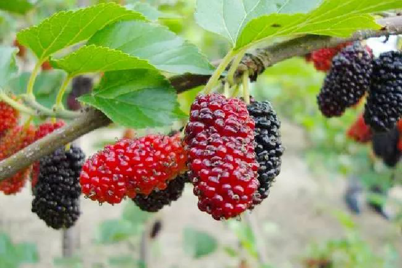 江苏沭阳2020桑墟镇g_沭阳学区房划分2020(2)