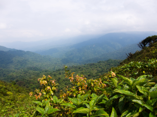 蒙特维多云雾森林