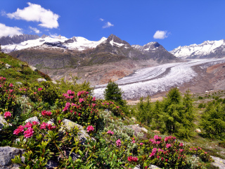 阿莱齐冰川