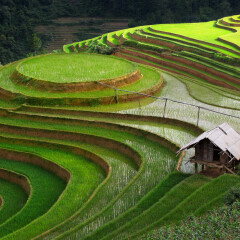 The circle rice terrace on the mountain