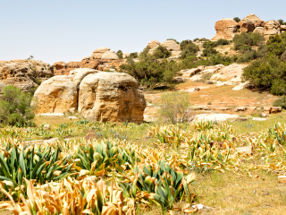 达纳自然保护区