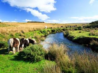 达特姆尔国家公园