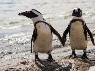 企鹅生态保护区