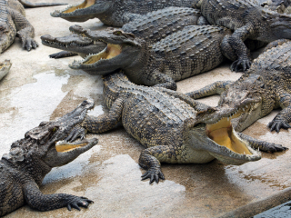 哈德利鳄鱼农场