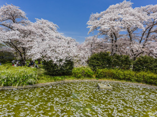 京都府立植物园