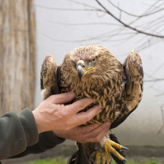 Imparial eagle (Aquila heliaca) in hand in a wildlife rescue center