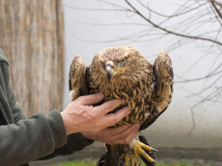 汉班托特鸟类研究中心