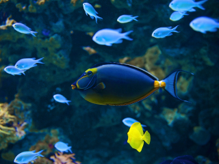 蓝色星球水族馆