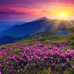 Magic pink rhododendron flowers on summer mountain