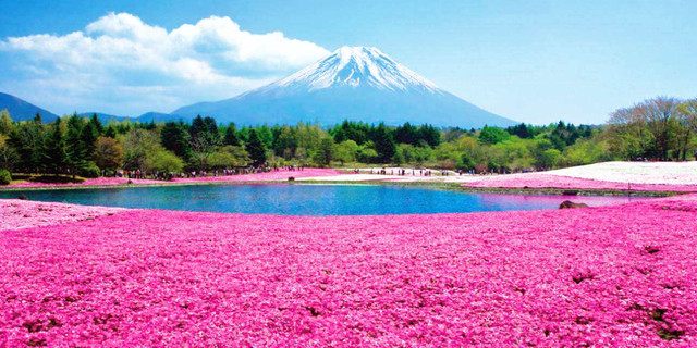 日本富士山双花展一日游 欣赏绝美的河口湖芝