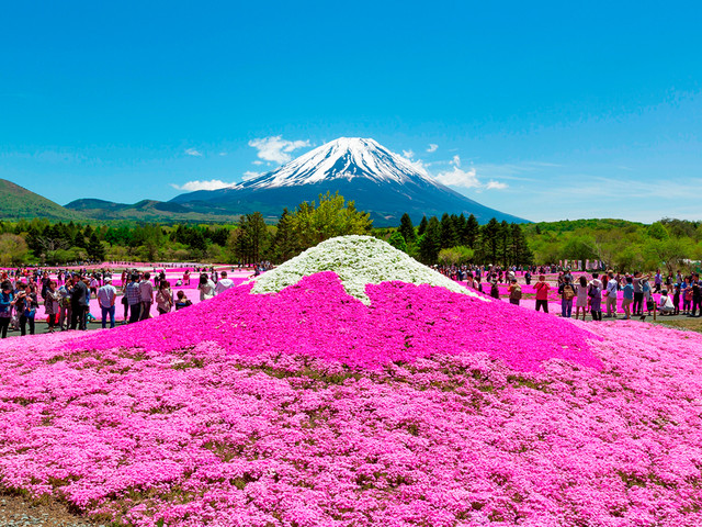 日本富士山双花展一日游 欣赏绝美的河口湖芝
