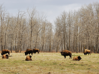 埃尔克岛国家公园