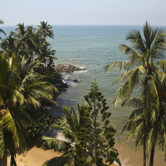 a tropical beach in sri lanka with palm trees under a blue sky