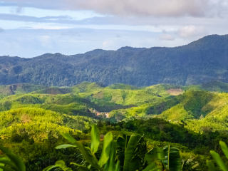 马达加斯加热带雨林