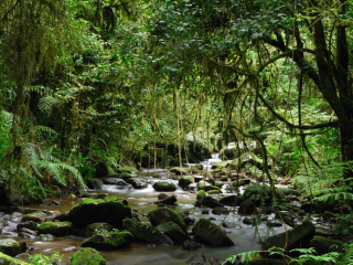 马达加斯加热带雨林