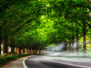 南怡岛水杉大道