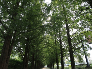 南怡岛水杉大道