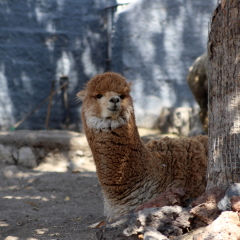Alpaca resting in the shade