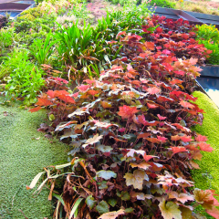 Wall Planting (Paris, France)