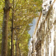 sunshine, green trees and facade of old buildings, Boulevard saint-germain, Paris, France.