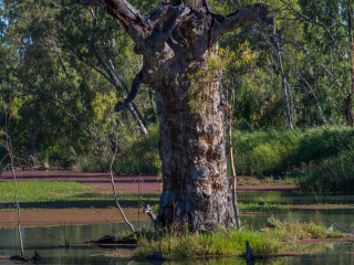 阿德莱德墨累河