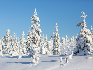 乌尔霍凯科宁国家公园