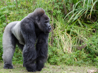 布里斯托尔动物园
