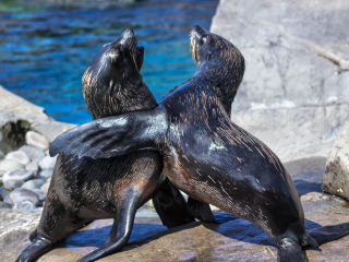 布里斯托尔动物园