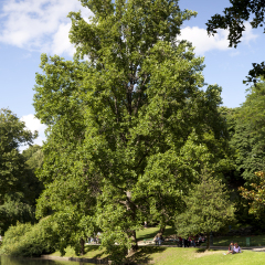 Buttes-Chaumont park, Paris, Ille de France, France
