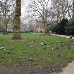 Birds in Russel Square, London 