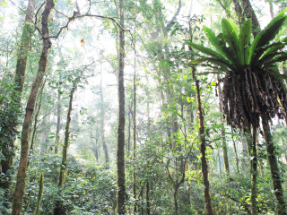 苏门答腊热带雨林