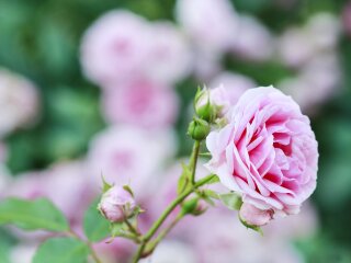 牙买加玫瑰庄园