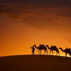 Merzuga Saharl desert,Camel caravan going through the sand dunes in the Sahara desert, Marocco, Camel in desert concept.