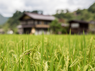 日本民家集落博物馆